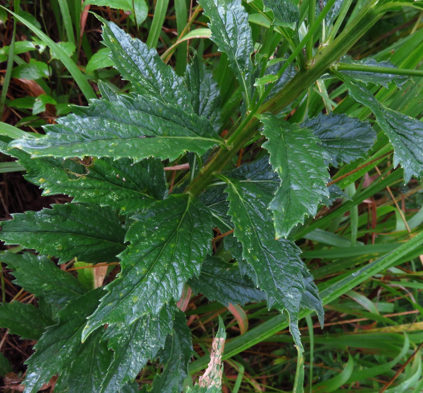 Image of Adenophora lamarckii specimen.