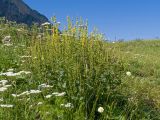 род Verbascum. Цветущее растение. Кабардино-Балкария, Черекский р-н, окр. с/п Верхняя Балкария, окр. пер. Сев. Курноят, ≈ 2100 м н.у.м., субальпийский луг. 29.07.2024.