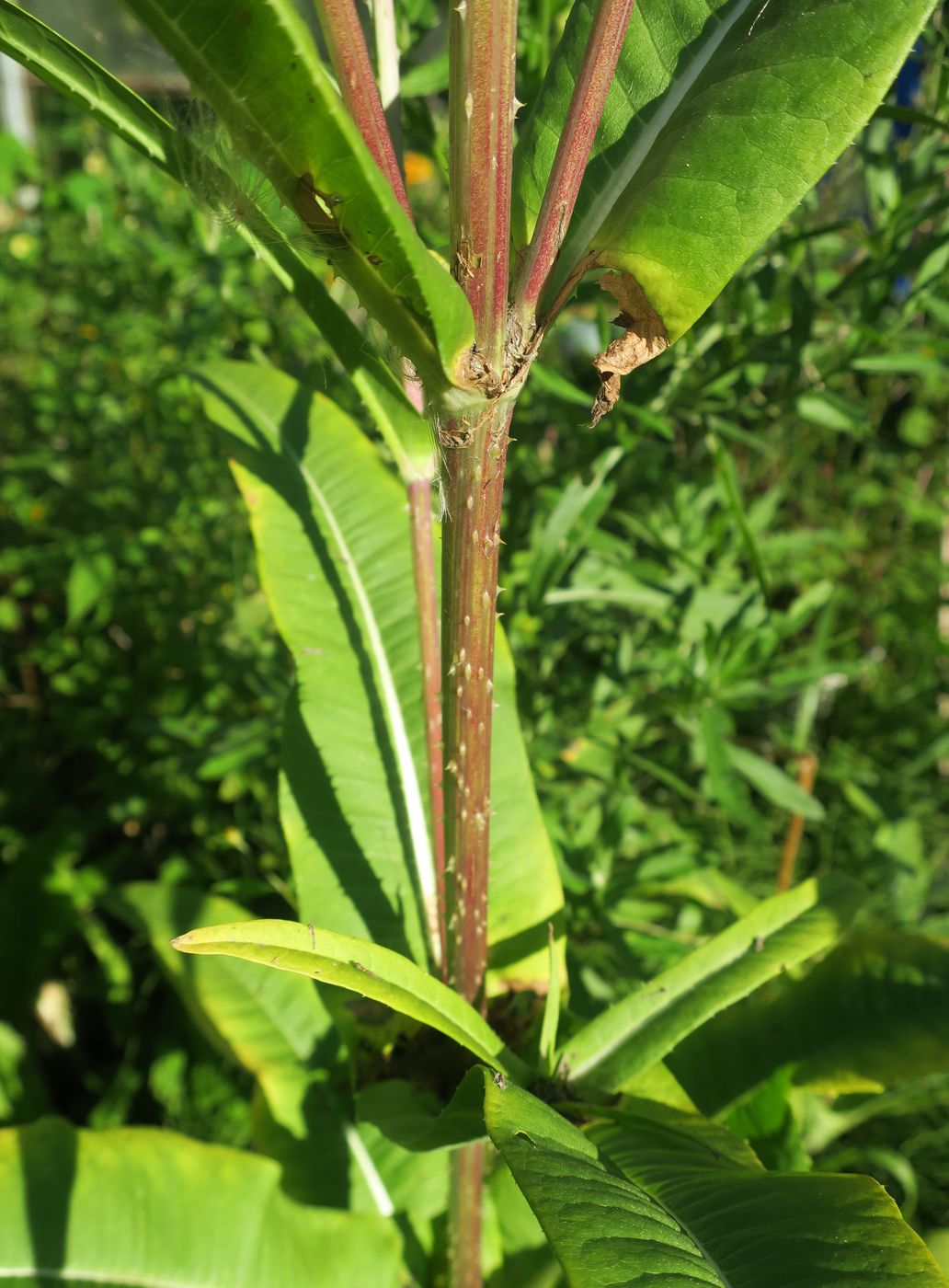 Image of Dipsacus fullonum specimen.