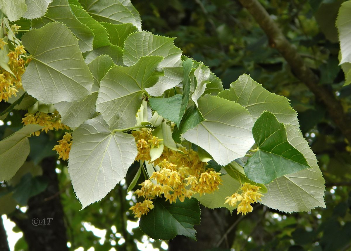 Image of genus Tilia specimen.