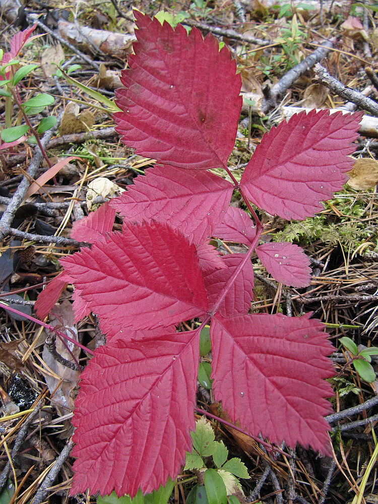 Image of Rubus saxatilis specimen.