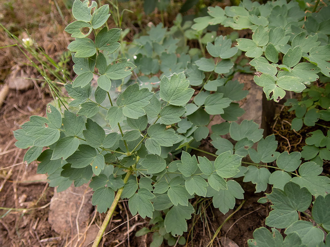 Изображение особи Thalictrum minus.