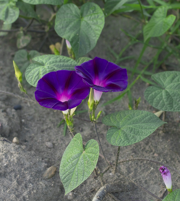 Изображение особи Ipomoea purpurea.