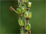 genus Ornithogalum