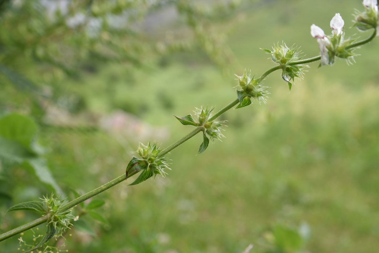 Изображение особи род Stachys.