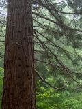 Sequoiadendron giganteum. Части ствола и ветвей дерева, растущего с краю посадок. Крым, городской округ Алушта, окр. Ангарского перевала, ю-в склон Чатыр-Даг, посаженная роща. 27.05.2024.