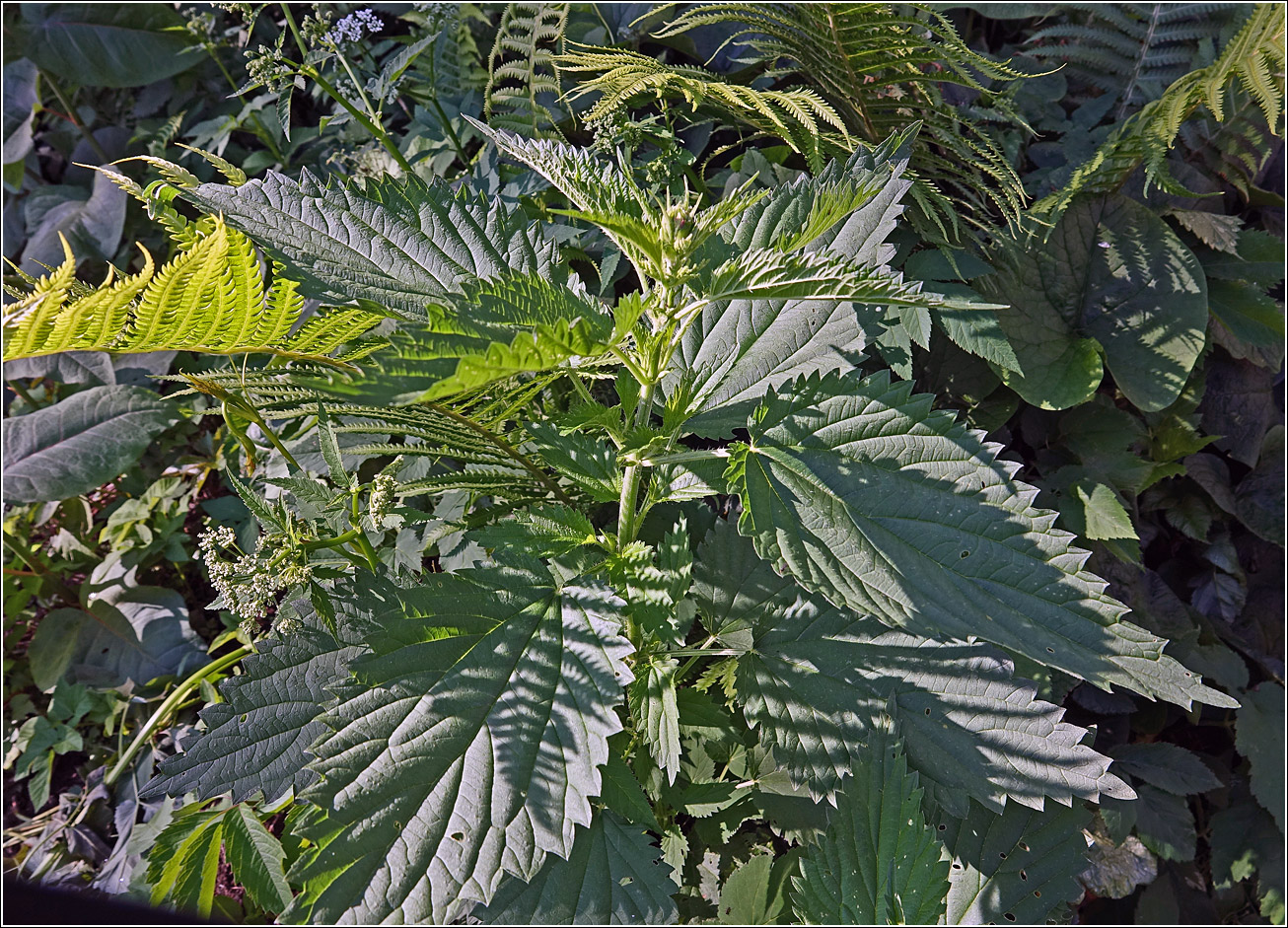 Изображение особи Urtica dioica.