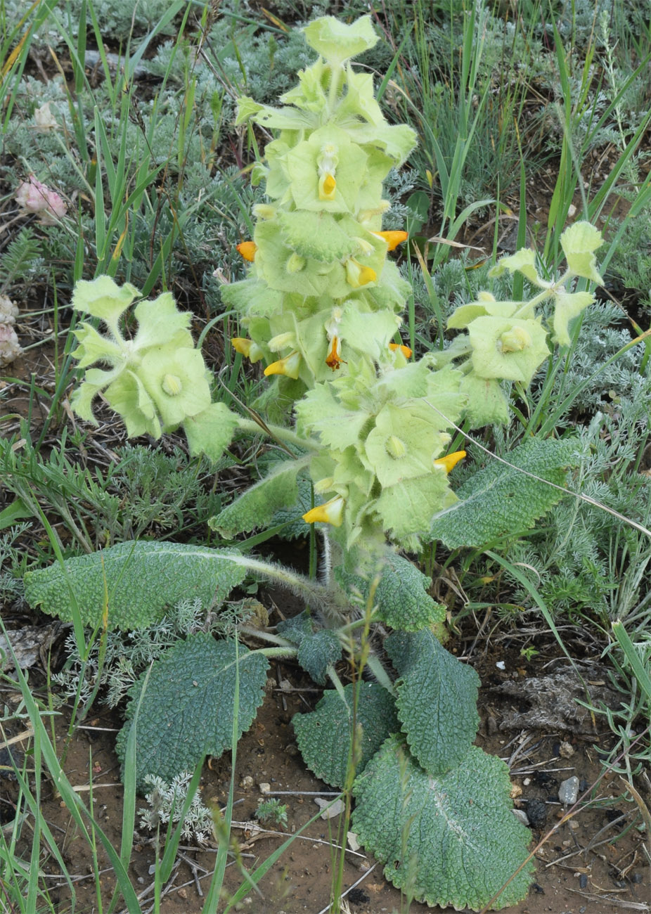 Изображение особи Eremostachys isochila.