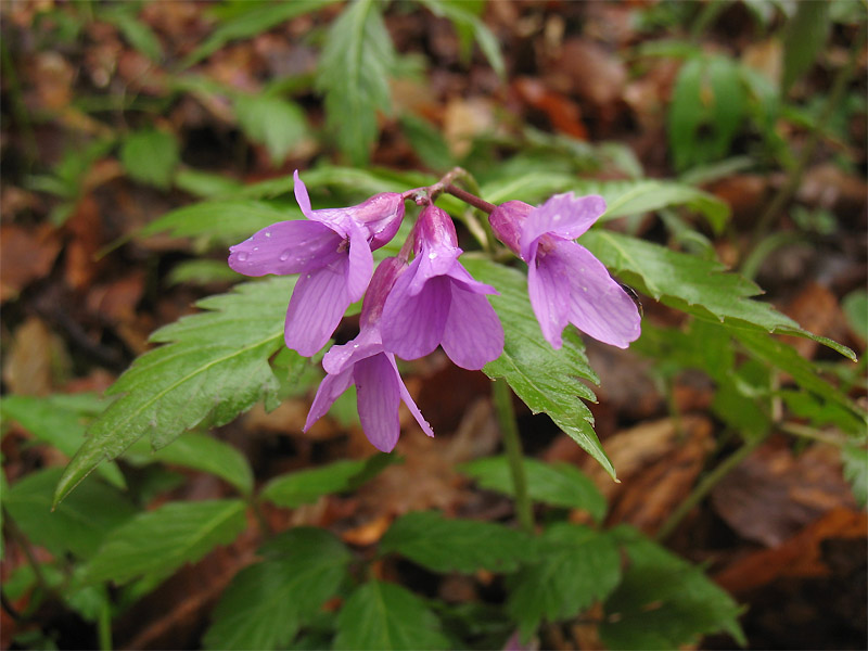 Image of Cardamine glanduligera specimen.