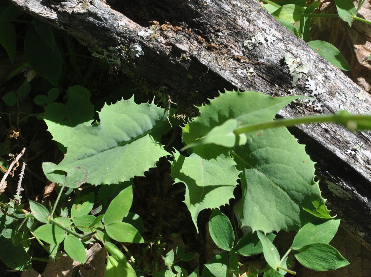 Image of Cicerbita racemosa specimen.