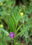 Vicia sativa