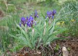 Iris glaucescens