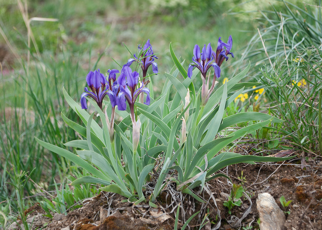 Image of Iris glaucescens specimen.