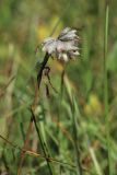 Anthyllis vulneraria. Верхушка побега с соплодием. Псковская обл., окр. дер. Изборск, Словенское поле, суходольный луг. 18.08.2024.