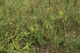 View full-size image Lathyrus sylvestris