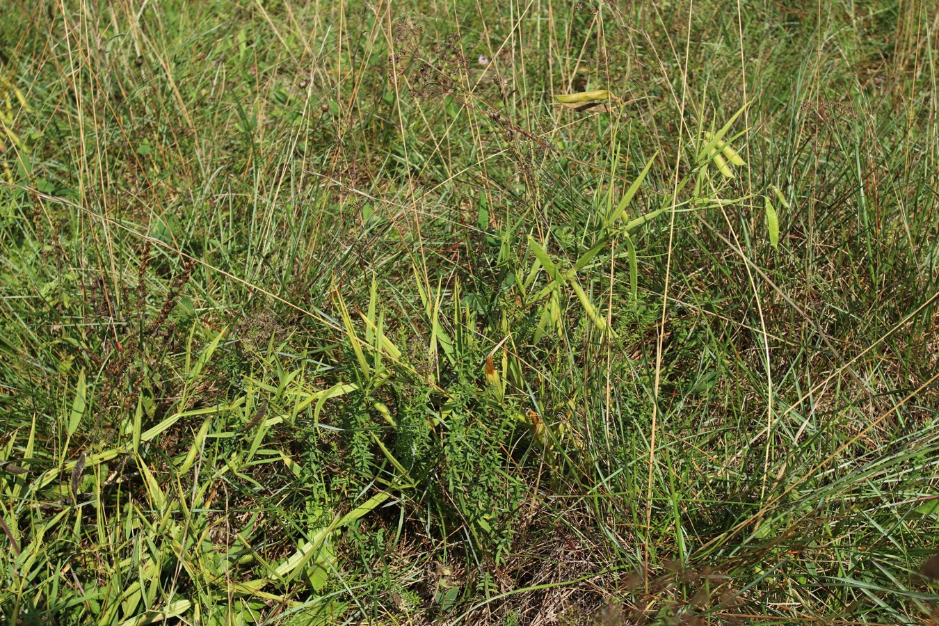 Image of Lathyrus sylvestris specimen.