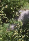 View full-size image Thalictrum minus