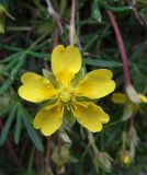 View full-size image Potentilla biflora
