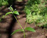 Смотреть изображение Myosotis sparsiflora