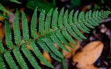 View full-size image Polystichum setiferum