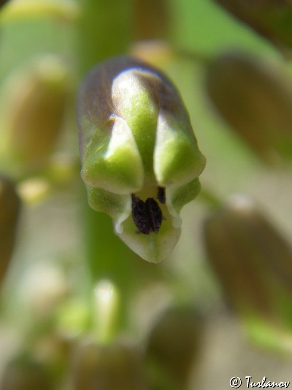 Image of genus Bellevalia specimen.