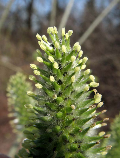 Image of Salix caprea specimen.