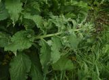 View full-size image Symphytum caucasicum