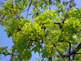 Acer platanoides. Ветвь с соцветиями и распустившимися листьями. Киев, Южная Борщаговка. 28 апреля 2011 г.