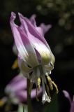 Erythronium sibiricum