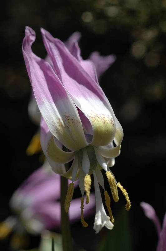 Изображение особи Erythronium sibiricum.