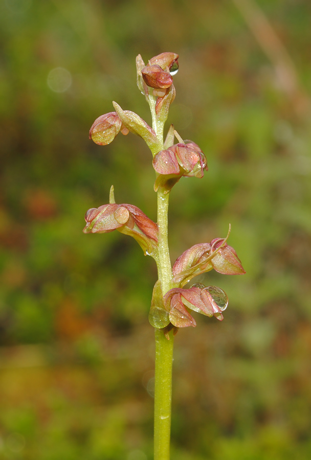 Изображение особи Dactylorhiza viridis.