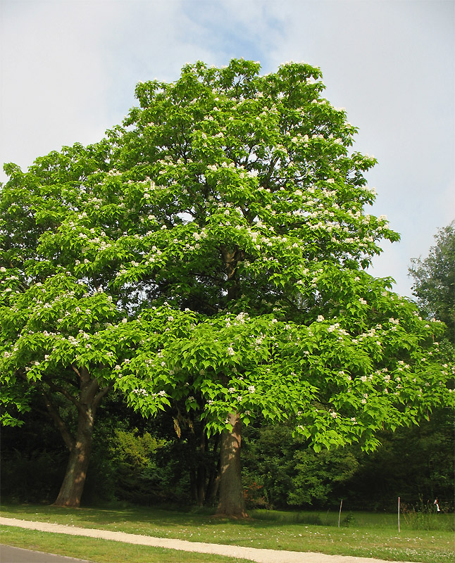 Image of Catalpa bignonioides specimen.