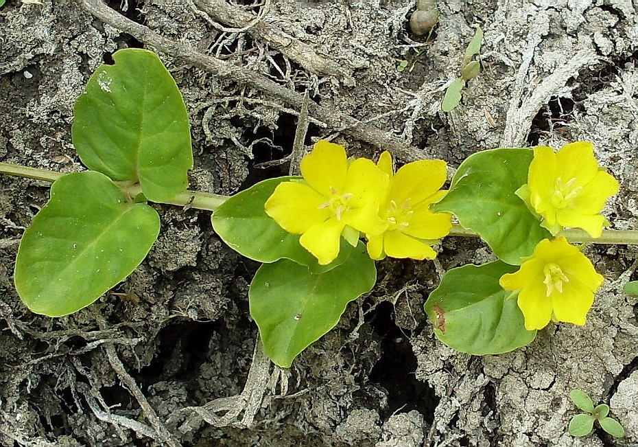 Image of Lysimachia nummularia specimen.