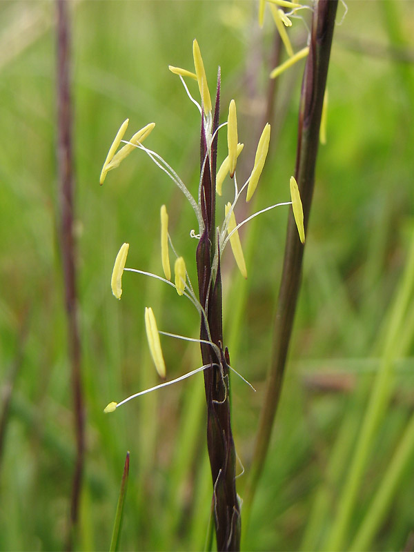 Image of Nardus stricta specimen.