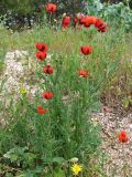 Papaver stevenianum. Цветущее растение на песчано-ракушечниковой террасе. Украина, Донецкая обл., Кривая коса, НПП \"Меотида\". 10.05.2011.