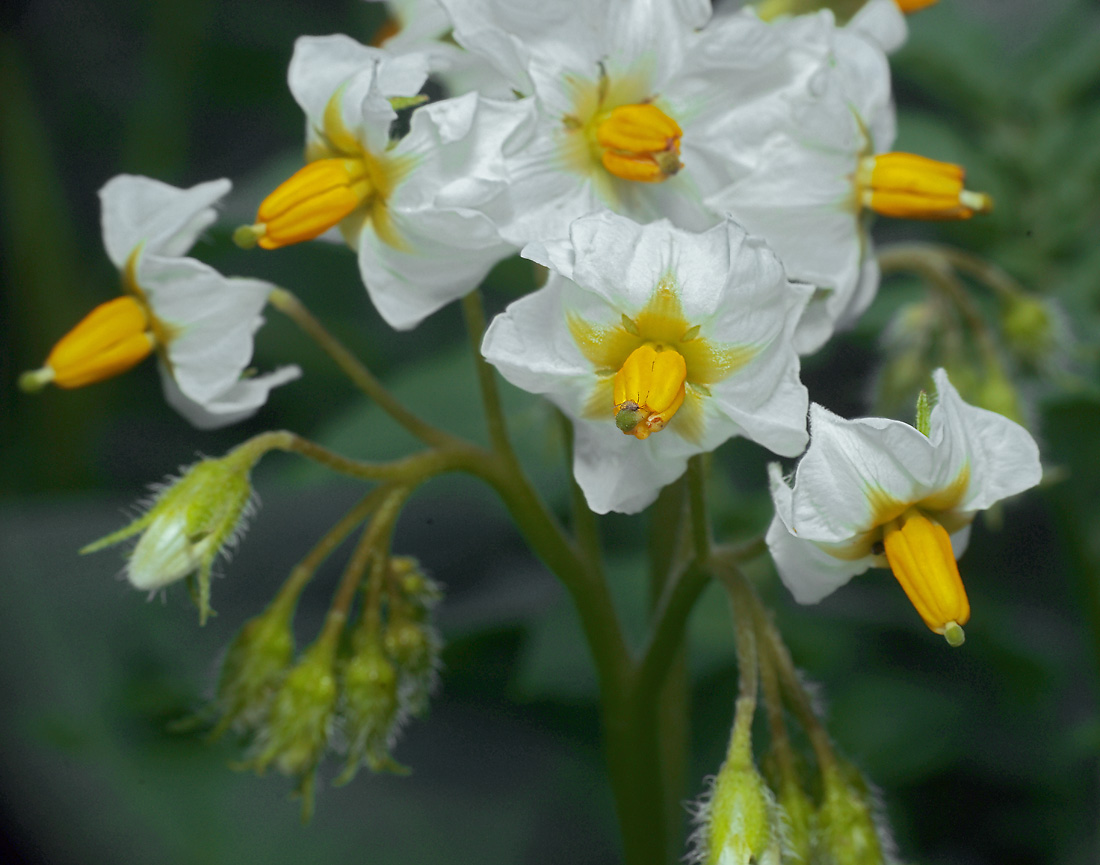 Изображение особи Solanum tuberosum.