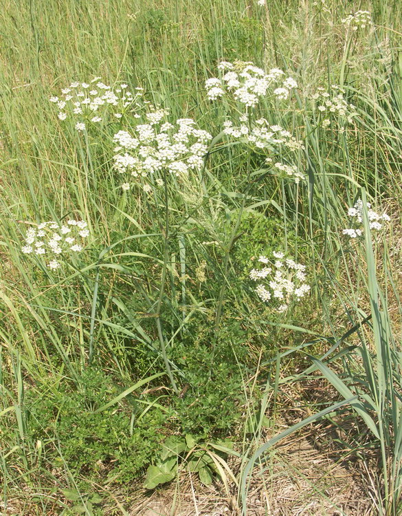 Image of Peucedanum oreoselinum specimen.