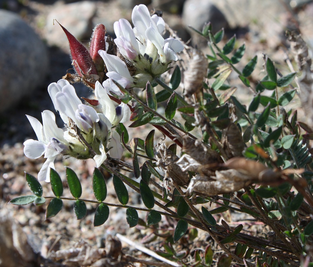 Image of Oxytropis sordida specimen.