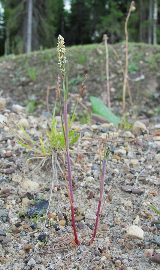 Image of Alopecurus aequalis specimen.