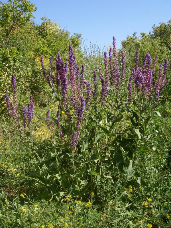 Изображение особи Salvia tesquicola.