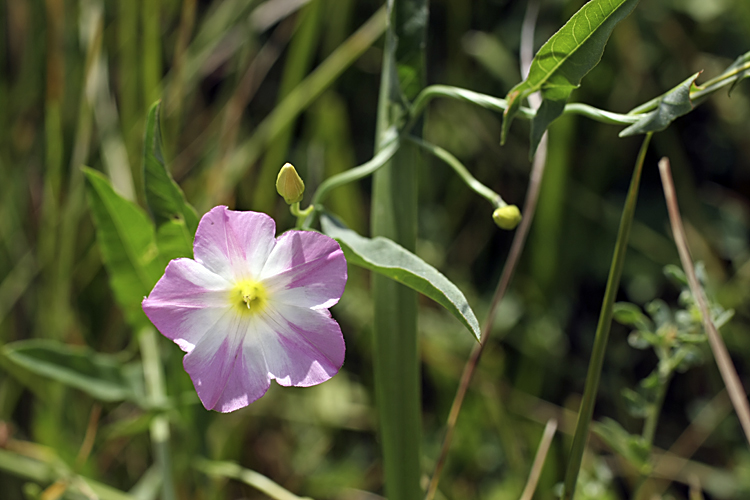 Изображение особи Convolvulus arvensis.