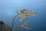 Rumex tuberosus