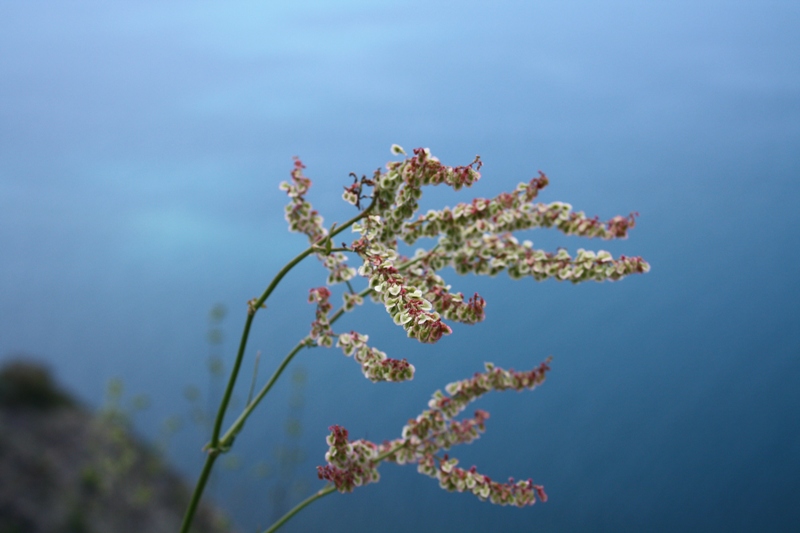 Изображение особи Rumex tuberosus.