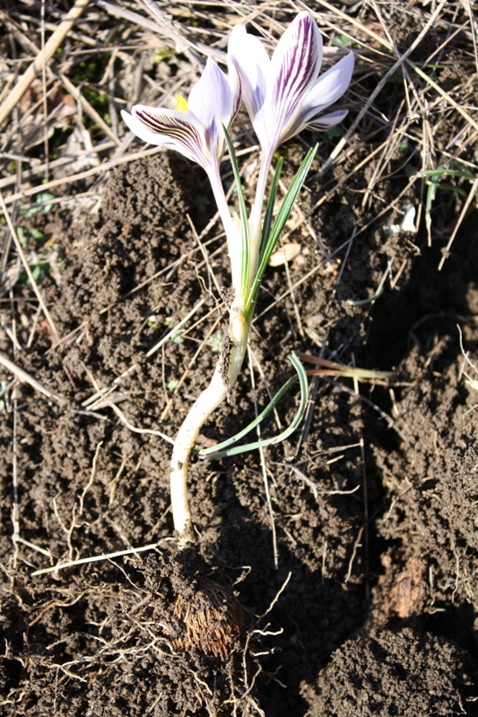 Image of Crocus reticulatus specimen.