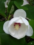 Magnolia sieboldii