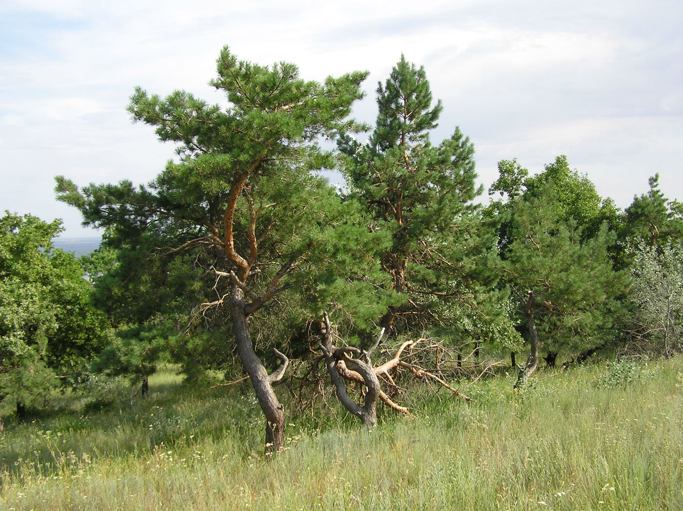 Image of Pinus sylvestris specimen.