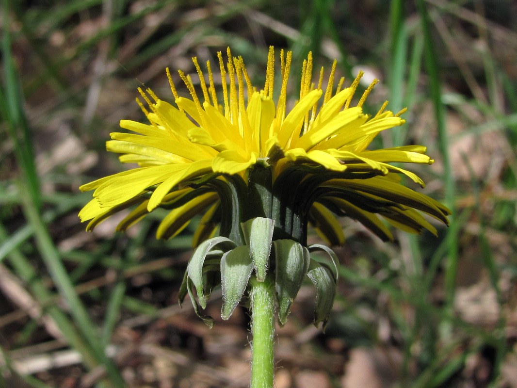 Image of genus Taraxacum specimen.