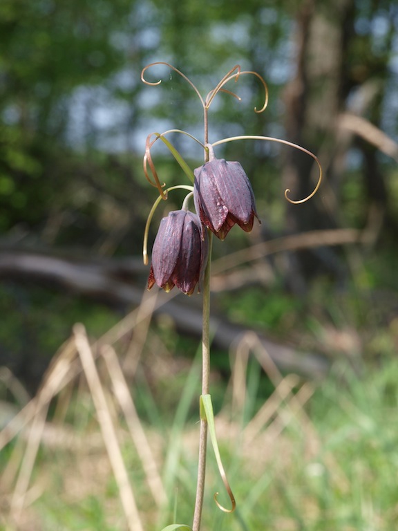 Image of Fritillaria ruthenica specimen.