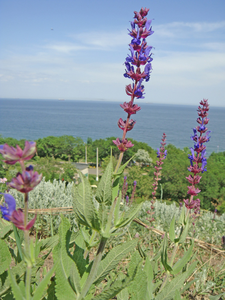 Изображение особи Salvia tesquicola.