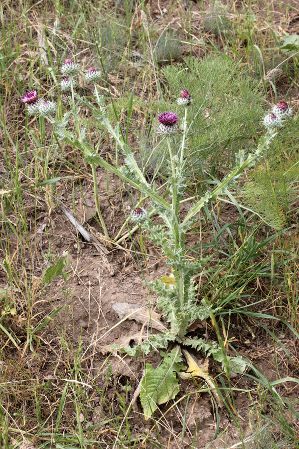 Изображение особи Cousinia microcarpa.